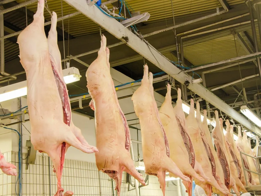 Estima-se que o total produzido da proteína suína chegue a 5,88 milhões de toneladas - Foto : Luiza Letícia Biesus / Embrapa Suínos e Aves / Divulkgação / CP