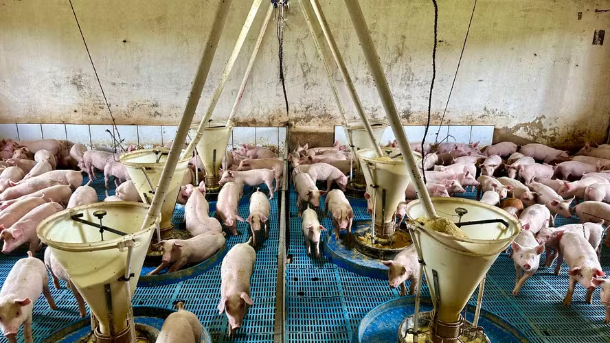 Práticas de bem-estar diminuíram mortalidade de leitões, doenças e perdas ao longo do processo — Foto: Divulgação/Auma Agronegócios